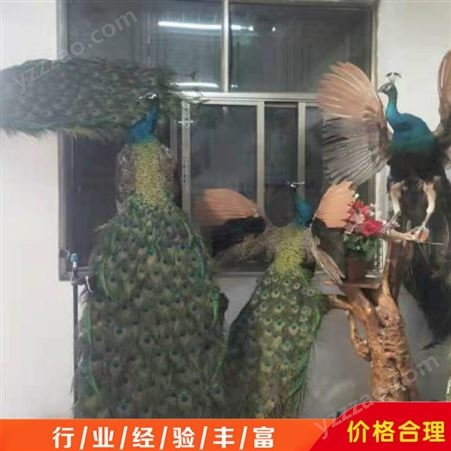 出售供应 景区孔雀标本 蓝白孔雀标本 观赏孔雀标本