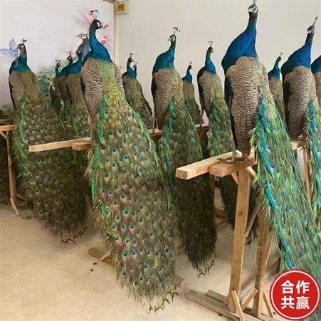 山东销售 养殖场孔雀活体 长尾巴观赏孔雀 标本蓝孔雀
