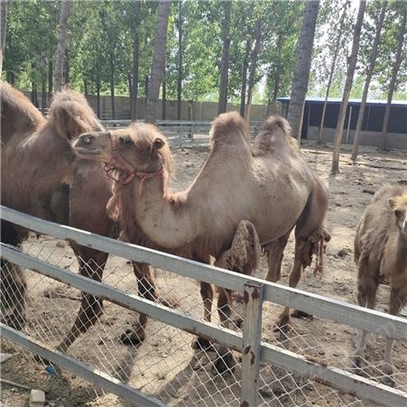 骑乘驮运骆驼 骑乘成年骆驼 山东骆驼养殖场 养殖厂家