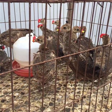 脱温孔雀幼苗 孔雀苗养殖场 孔雀种苗价格 常年出售