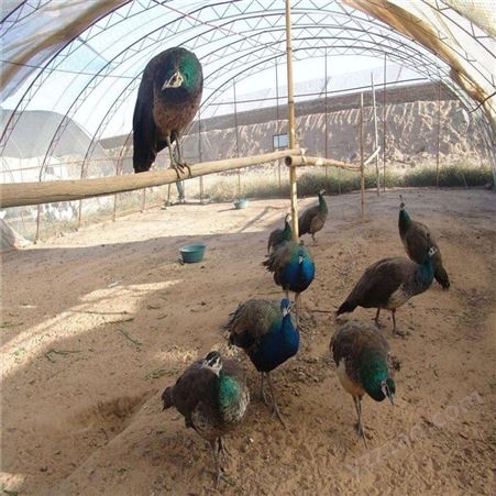 成年观赏孔雀活体 孔雀价格 家养孔雀苗 生态养殖