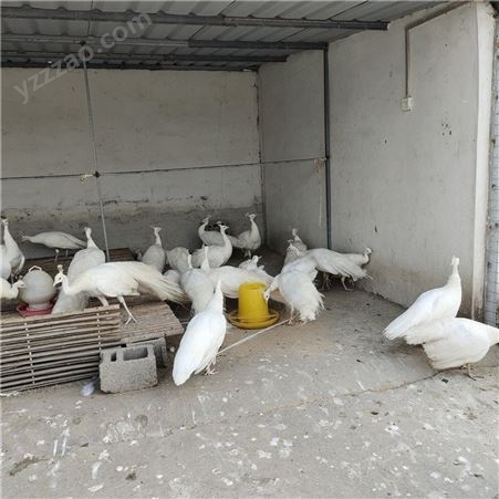 白孔雀养殖利润 白孔雀苗养殖场 孔雀苗价格 现货供应