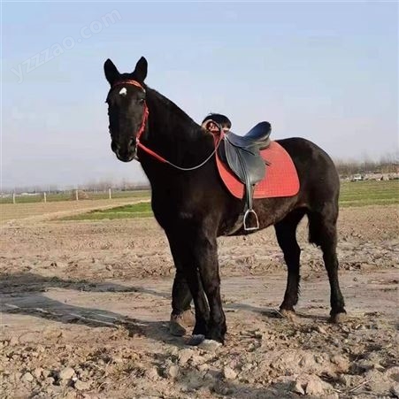 景区骑乘马 骑乘马养殖利润 骑乘大马品种 成本低