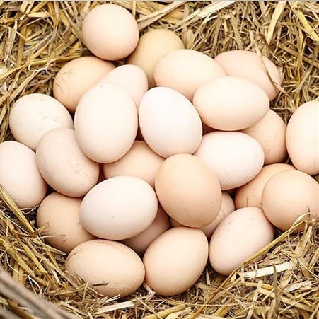 河北白羽鸡种蛋批发 成活高的白羽鸡种蛋孵化