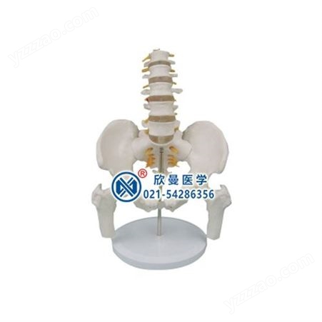 腰骶尾椎与脊神经附骨盆和股骨头模型