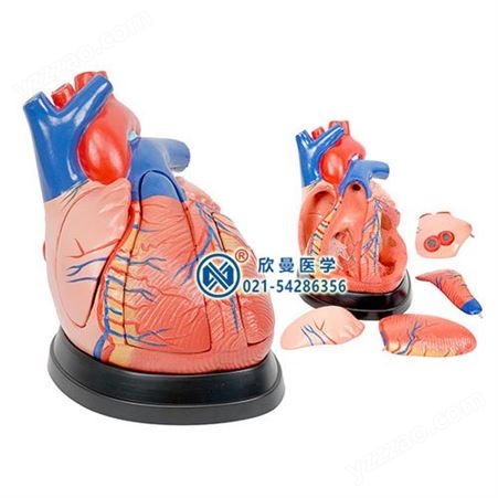 心脏解剖放大模型（放大3倍，5部件）