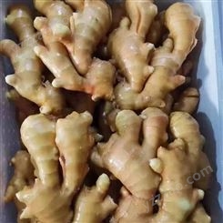 生姜价格 窖藏姜 圆头姜大量上市 姜母子3毛一斤