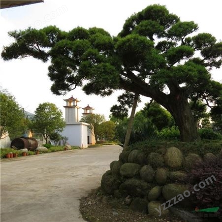 罗汉松树苗价格 1.5米高造型罗汉松盆景 园林绿化公司 富红兴