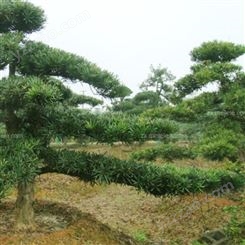 16公分以上罗汉松价格 造型罗汉松树种植基地 富红兴苗圃直发供应