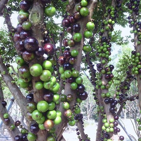 艾斯卡树葡萄种苗 花园景观工程 富红兴中国台湾嘉宝果批发