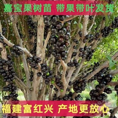 原产地树葡萄树苗嘉宝果树3年树龄出售果实清甜美经济效益高