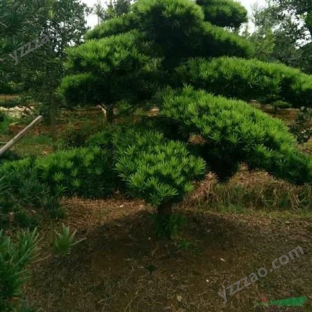 罗汉松树苗价格 1.5米高造型罗汉松盆景 园林绿化公司 富红兴