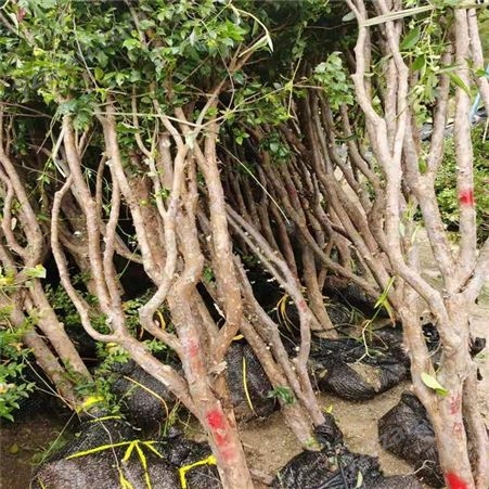 沙巴嘉宝果苗木 巴西树葡萄大树价格 10年珍宝果树苗 富红兴基地种植