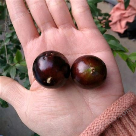 富红兴树葡萄苗沙巴嘉宝果树苗价格8年珍宝果种苗基地规格齐全