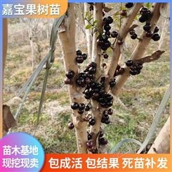 沙巴嘉宝果苗木 巴西树葡萄大树价格 10年珍宝果树苗 富红兴基地种植