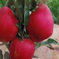 揭陽占地3-8公分蘋果樹苗優質品種多興瑞苗木